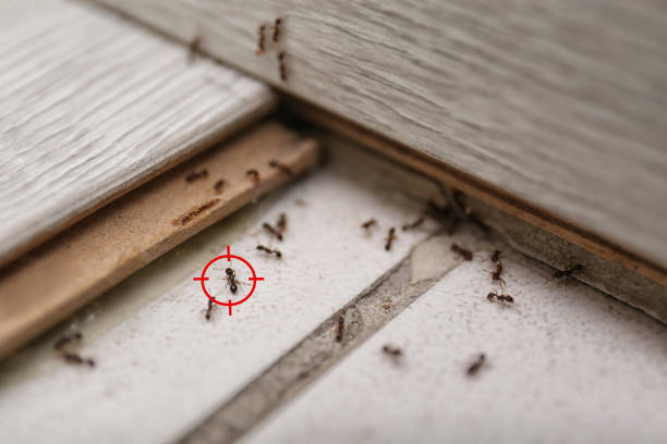 Best Cockroach Control Services  in Waymart, PA