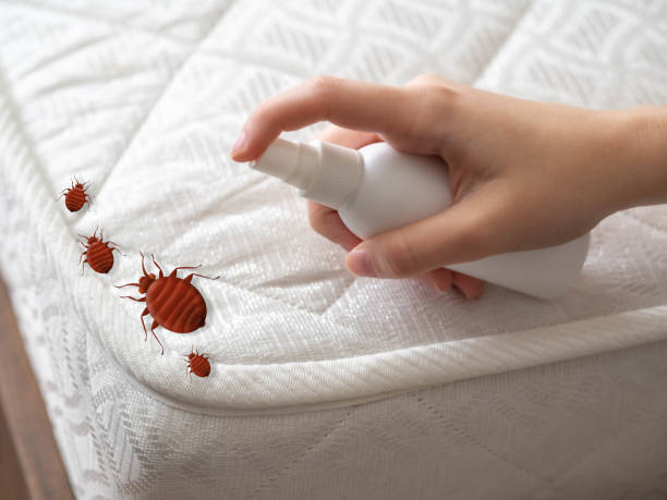 Best Wasp Removal Services  in Waymart, PA